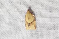 Clepsis consimilana