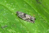 Epinotia nisella/cinereana