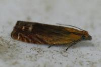 Lathronympha strigana