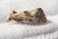 Neocochylis molliculana