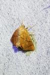 Apoda limacodes