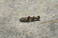 Mompha miscella