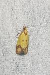Agapeta zoegana