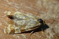 Aethes hartmanniana