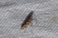 Acrocercops brongniardella