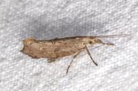Ypsolopha horridella