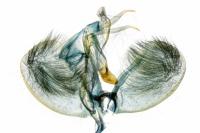 Ypsolopha horridella