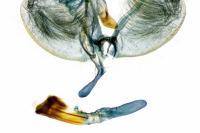 Ypsolopha horridella