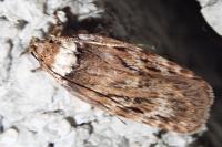 Depressaria