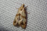 Phalonidia contractana