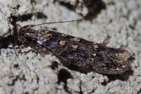 Psoricoptera gibbosella