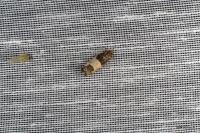 Spilonota ocellana