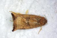 Archips podana