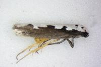 Ethmia bipunctella