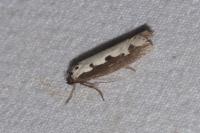 Ethmia bipunctella