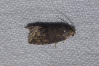 Cydia splendana