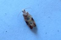 Lobesia botrana
