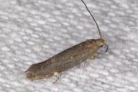 Aproaerema anthyllidella