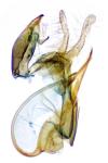 Aproaerema anthyllidella