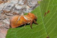 Triodia sylvina