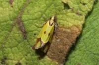 Agapeta zoegana