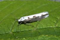 Ethmia bipunctella
