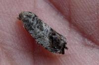 Cydia splendana