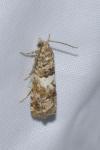 Epiblema gr. sticticana