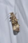 Endothenia gr. gentianaeana