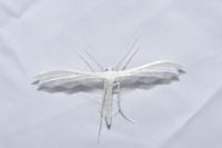 Pterophorus pentadactylus