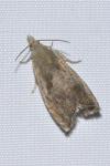 Dichrorampha