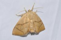 Apoda limacodes