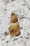 Epinotia festivana