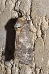 Cossus cossus