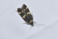 Oegoconia