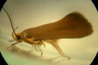 Crassa unitella