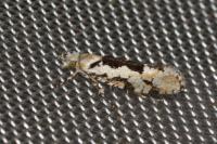 Ypsolopha sequella