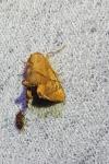 Apoda limacodes