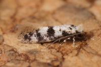 Infurcitinea atrifasciella