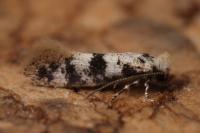 Infurcitinea atrifasciella