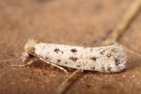 Ateliotum petrinella