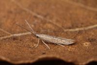 Coleophora