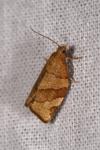 Pandemis corylana