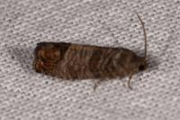 Cydia pomonella