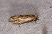 Eucosma