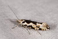 Ypsolopha sequella
