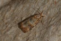 Lobesia botrana