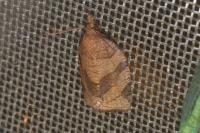Pandemis dumetana