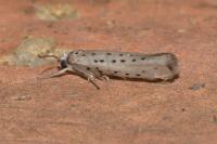 Yponomeuta sedella