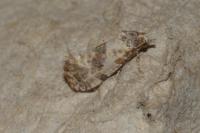 Neocochylis molliculana